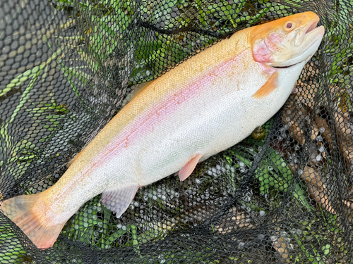 アルビノニジマスの釣果