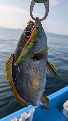 イサキの釣果