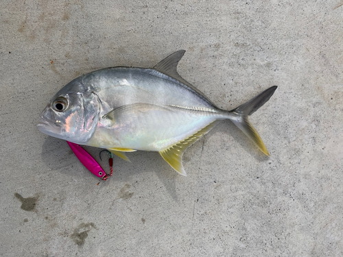 メッキの釣果