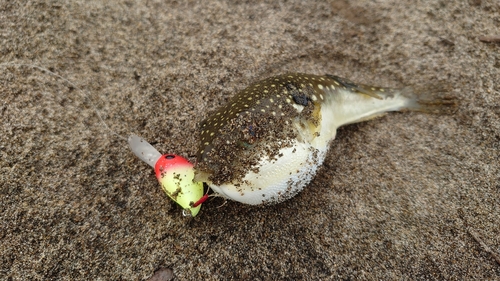 クサフグの釣果