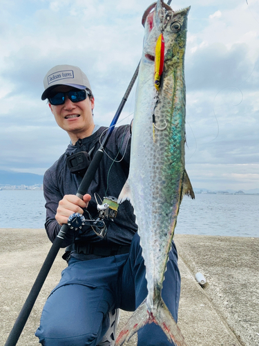 サゴシの釣果