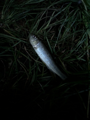 カワムツの釣果