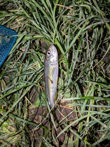 カワムツの釣果