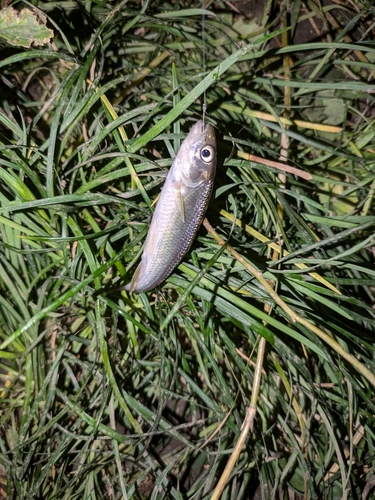 カワムツの釣果