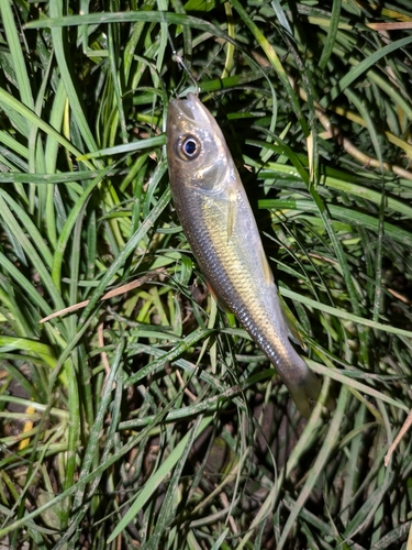 カワムツの釣果