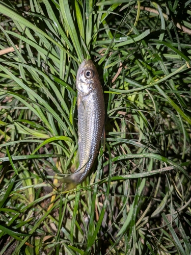 カワムツの釣果