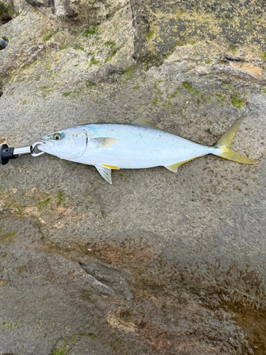 イナダの釣果