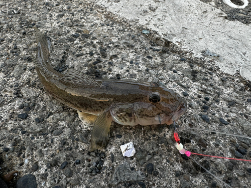 マハゼの釣果