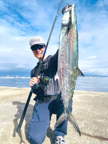 サゴシの釣果