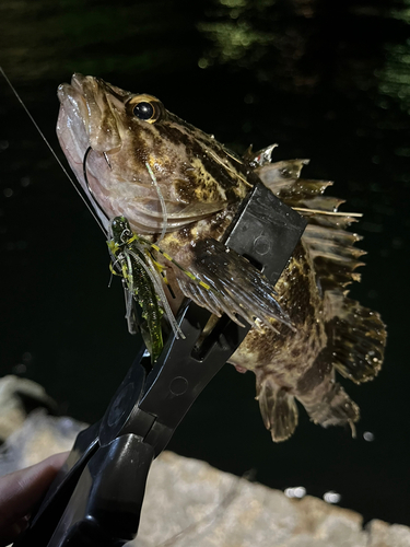 タケノコメバルの釣果