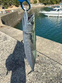 サゴシの釣果