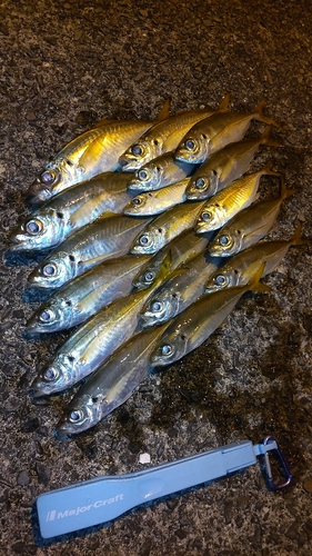 アジの釣果