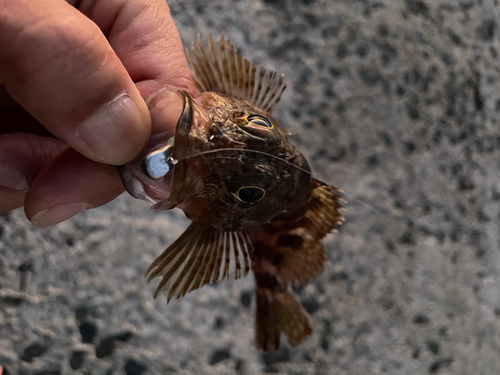 カサゴの釣果