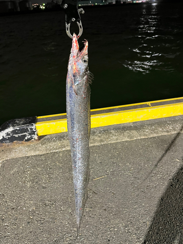 タチウオの釣果