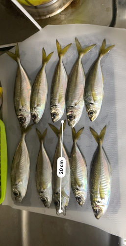 アジの釣果