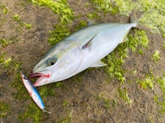 イナダの釣果