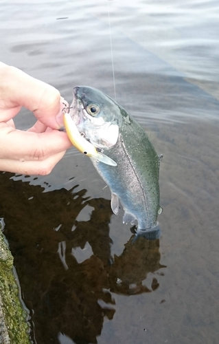 ニジマスの釣果