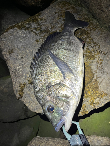 チヌの釣果