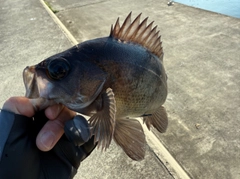 メバルの釣果