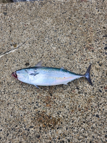 マルソウダの釣果