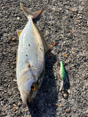 ショゴの釣果