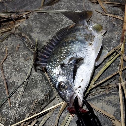 キビレの釣果