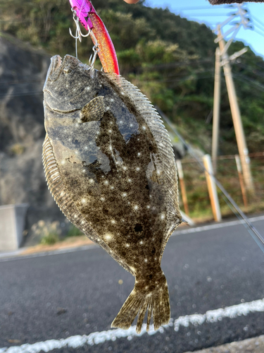 ヒラメの釣果