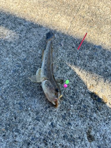 ハゼの釣果