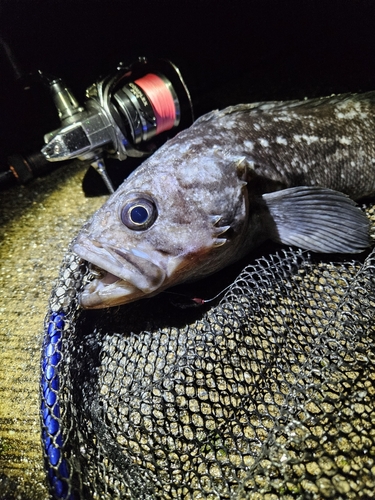 クロソイの釣果