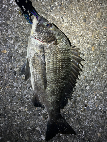 浦安美浜公園