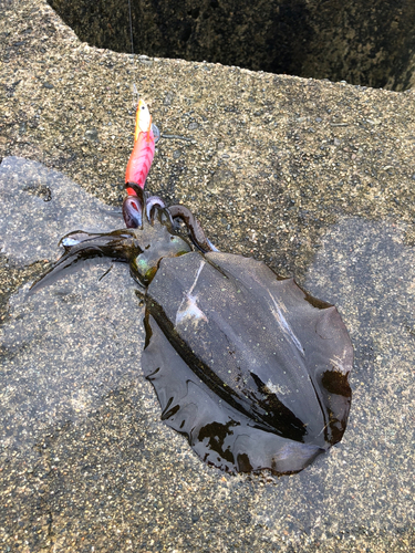 アオリイカの釣果