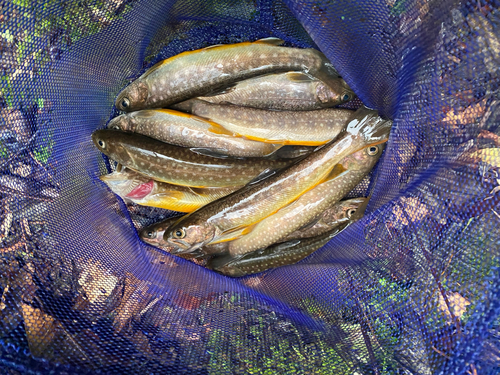 イワナの釣果