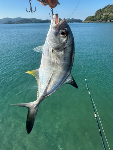 メッキの釣果