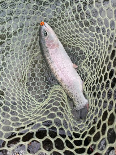 レインボートラウトの釣果