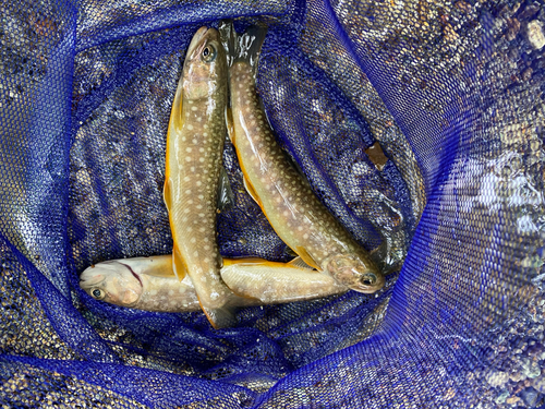 イワナの釣果