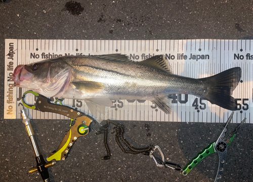 シーバスの釣果