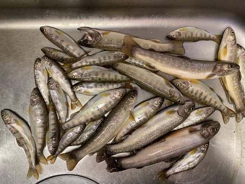 イワナの釣果