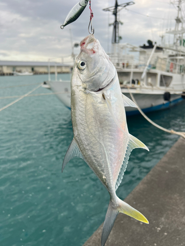 ガーラの釣果