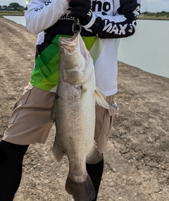 バラマンディの釣果