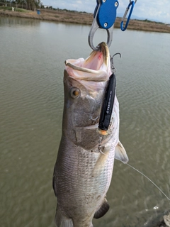 バラマンディの釣果