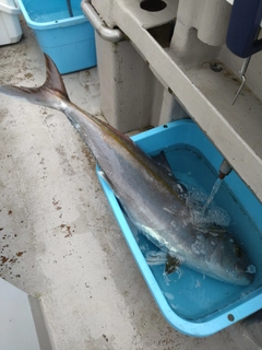 カンパチの釣果