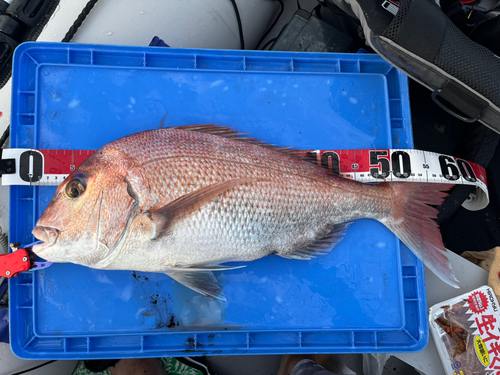 タイの釣果