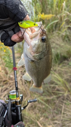 ブラックバスの釣果