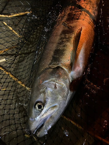 サケの釣果