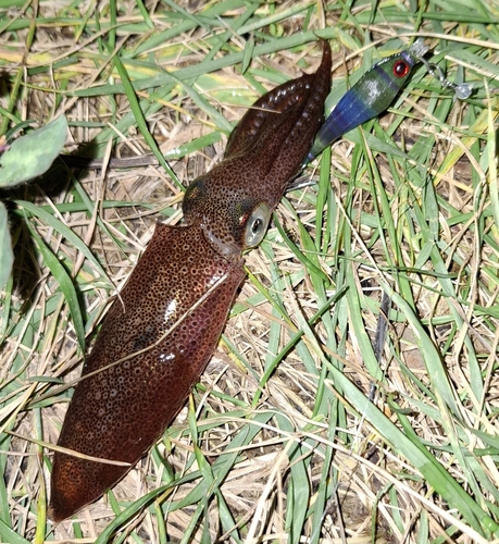 マメイカの釣果