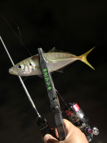 マアジの釣果