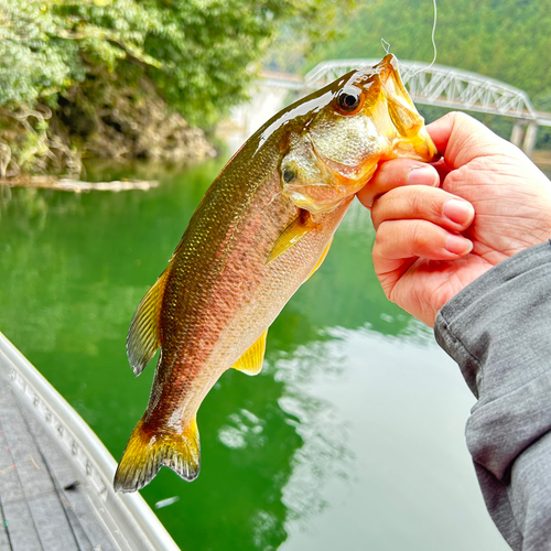 ブラックバスの釣果