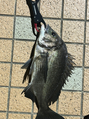 スズキの釣果