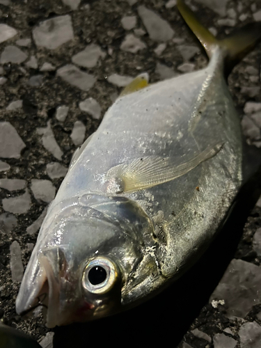 メッキの釣果