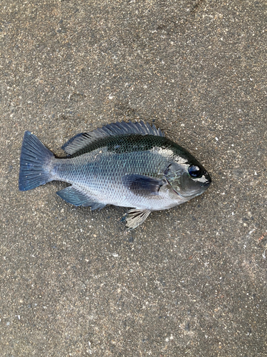 メジナの釣果